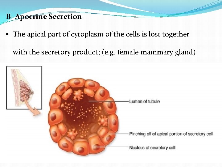 B- Apocrine Secretion • The apical part of cytoplasm of the cells is lost