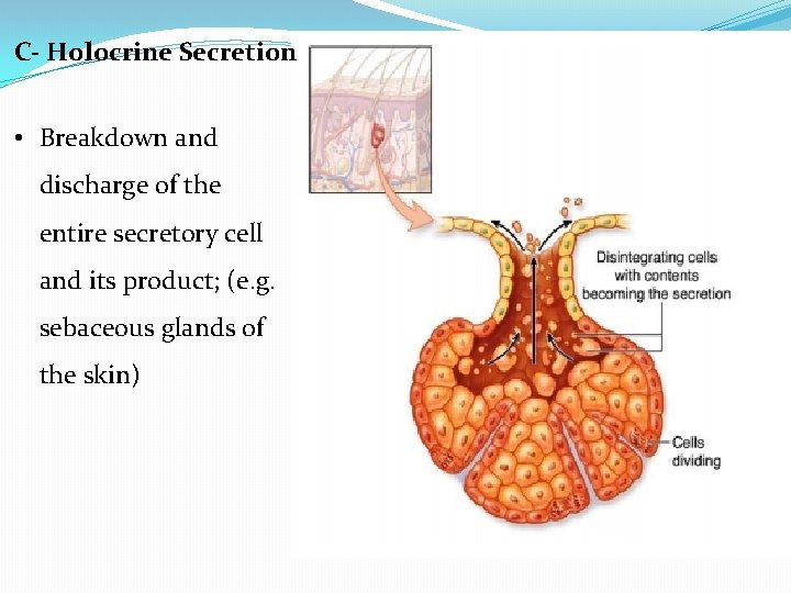 C- Holocrine Secretion • Breakdown and discharge of the entire secretory cell and its