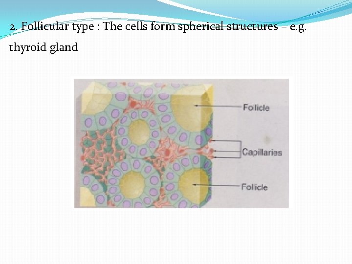 2. Follicular type : The cells form spherical structures – e. g. thyroid gland