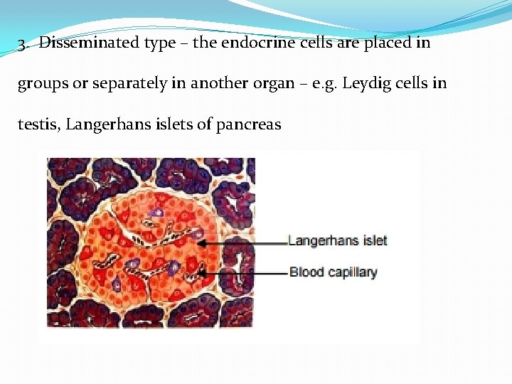 3. Disseminated type – the endocrine cells are placed in groups or separately in