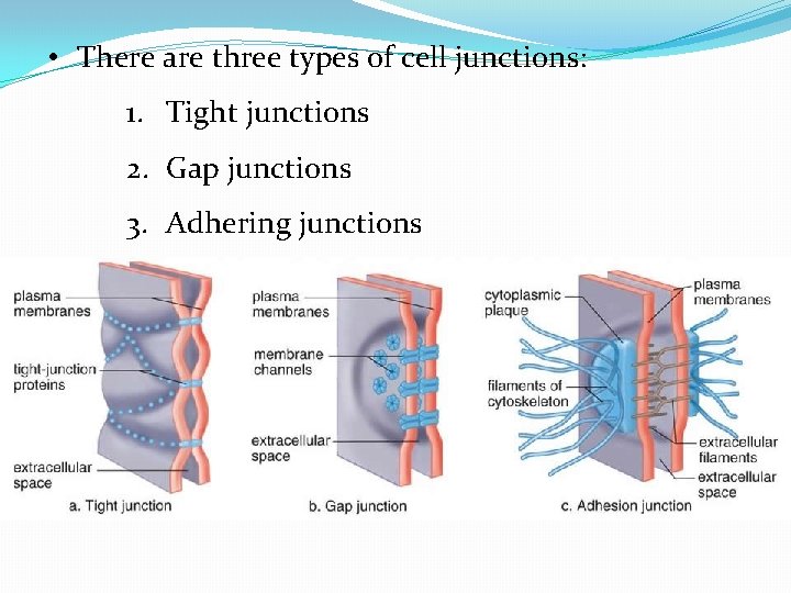  • There are three types of cell junctions: 1. Tight junctions 2. Gap