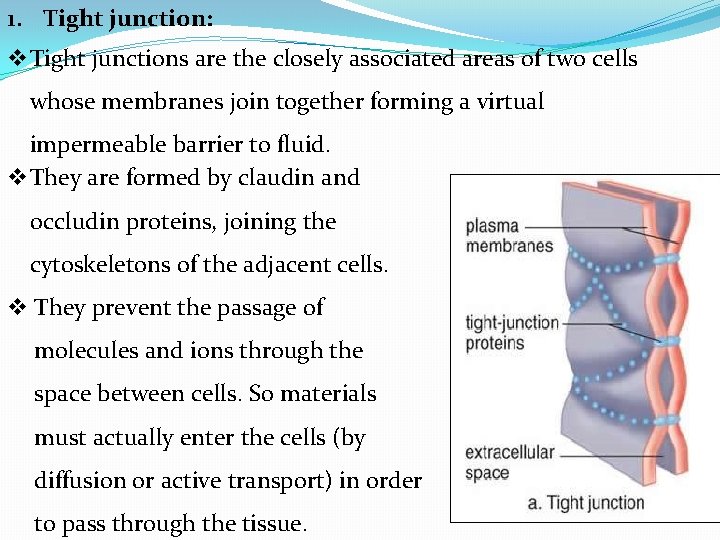 1. Tight junction: v. Tight junctions are the closely associated areas of two cells