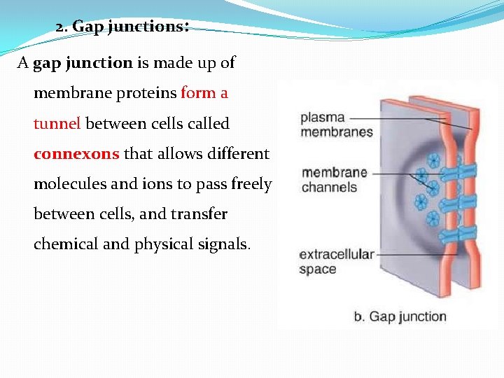 2. Gap junctions: A gap junction is made up of membrane proteins form a