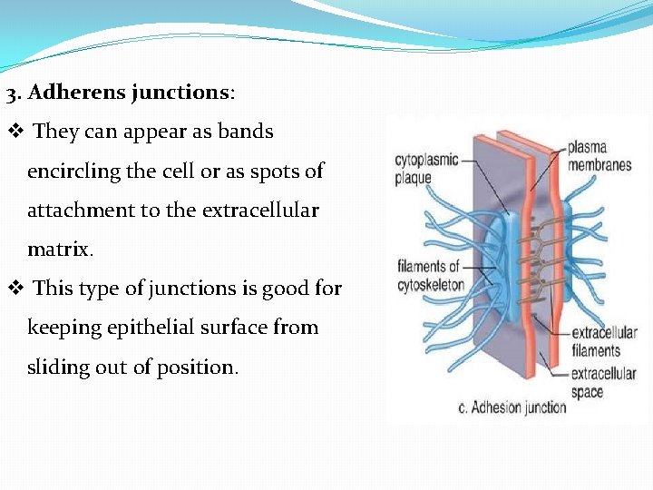 3. Adherens junctions: v They can appear as bands encircling the cell or as