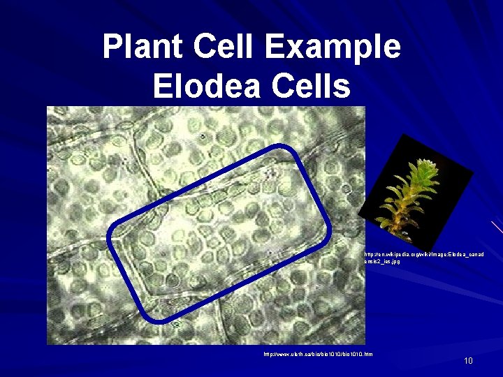 Plant Cell Example Elodea Cells http: //en. wikipedia. org/wiki/Image: Elodea_canad ensis 2_ies. jpg http: