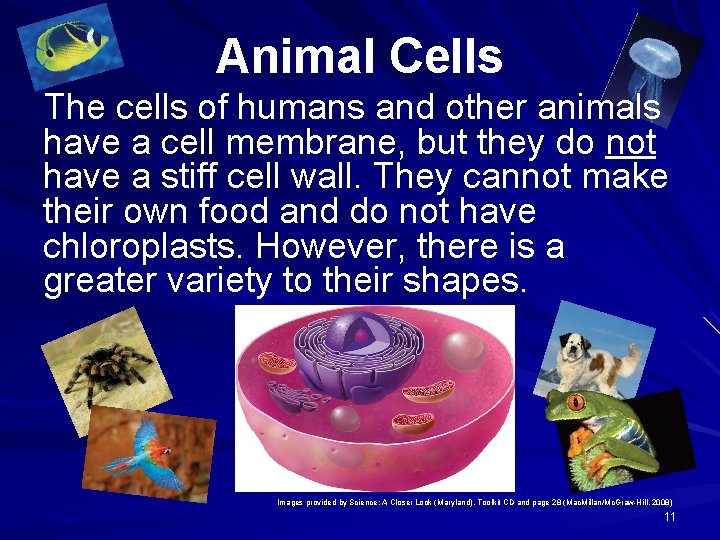 Animal Cells The cells of humans and other animals have a cell membrane, but