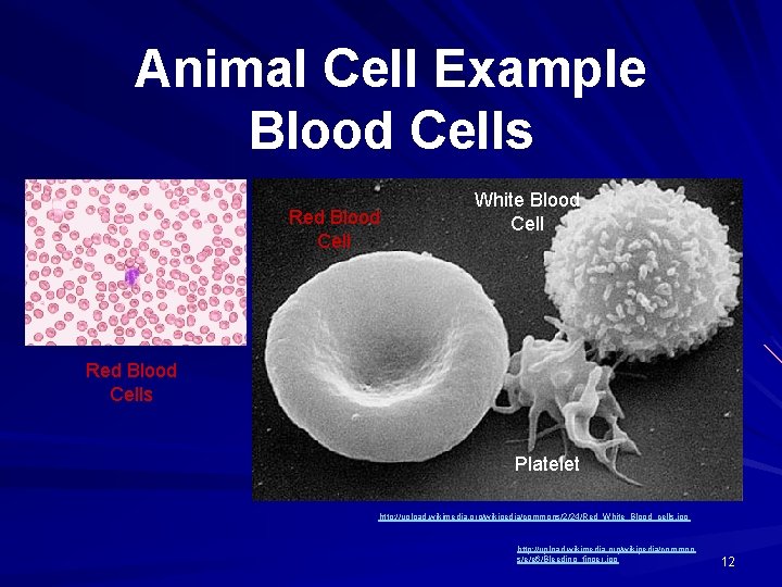 Animal Cell Example Blood Cells Red Blood Cell White Blood Cell Red Blood Cells