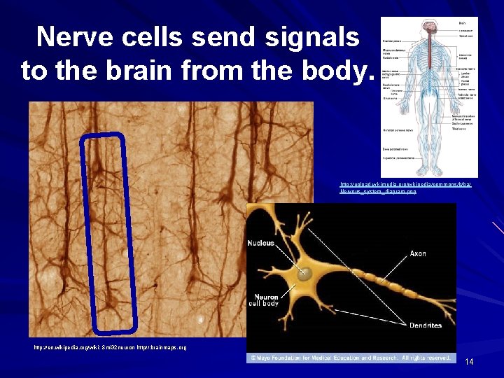 Nerve cells send signals to the brain from the body. http: //upload. wikimedia. org/wikipedia/commons/b/ba/