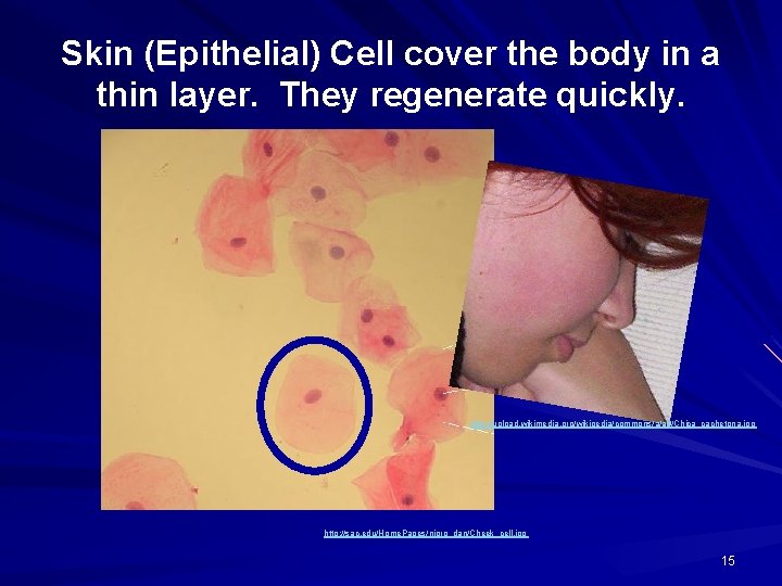 Skin (Epithelial) Cell cover the body in a thin layer. They regenerate quickly. http: