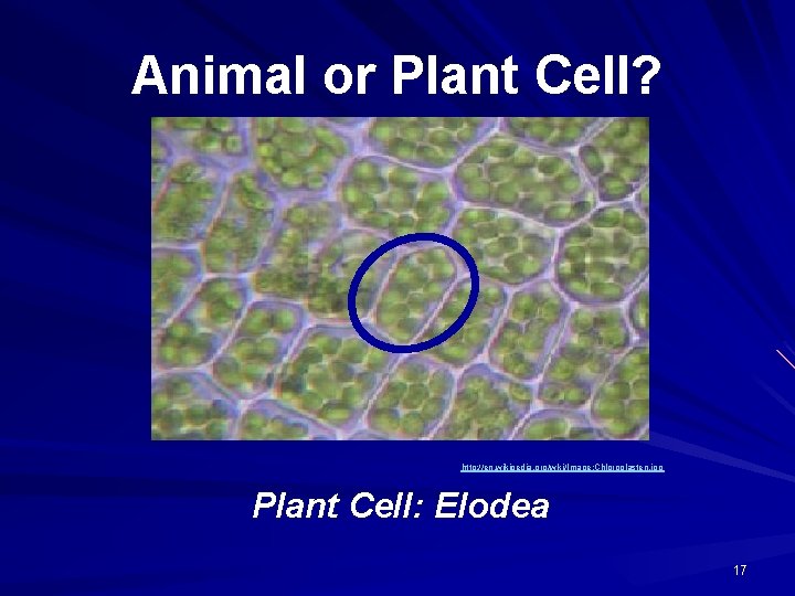 Animal or Plant Cell? http: //en. wikipedia. org/wiki/Image: Chloroplasten. jpg Plant Cell: Elodea 17