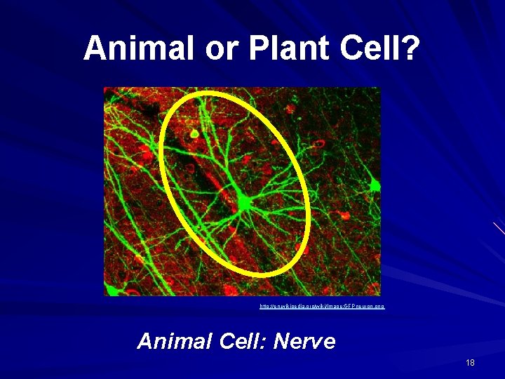 Animal or Plant Cell? http: //en. wikipedia. org/wiki/Image: GFPneuron. png Animal Cell: Nerve 18
