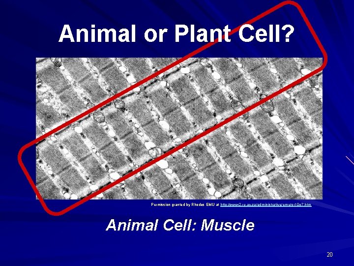 Animal or Plant Cell? Permission granted by Rhodes EMU at http: //www 2. ru.
