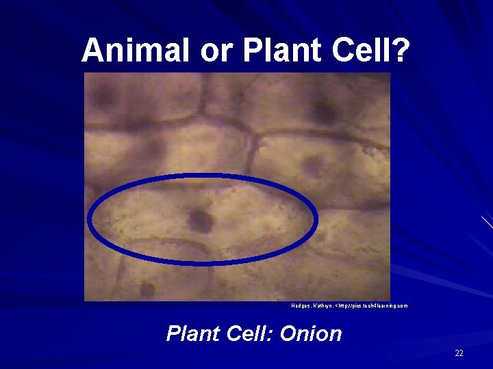 Animal or Plant Cell? Hedges, Kathryn. <http: //pics. tech 4 learning. com > Plant