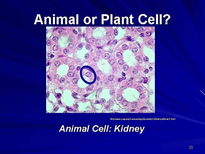 Animal or Plant Cell? http: //www. uoguelph. ca/zoology/devobio/210 labs/epithelial 1. html Animal Cell: Kidney