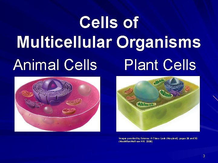 Cells of Multicellular Organisms Animal Cells Plant Cells Images provided by Science: A Closer