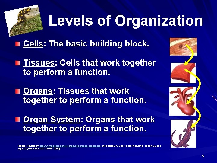 Levels of Organization Cells: The basic building block. Tissues: Cells that work together to