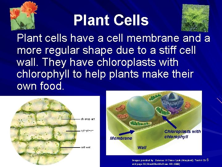 Plant Cells Plant cells have a cell membrane and a more regular shape due