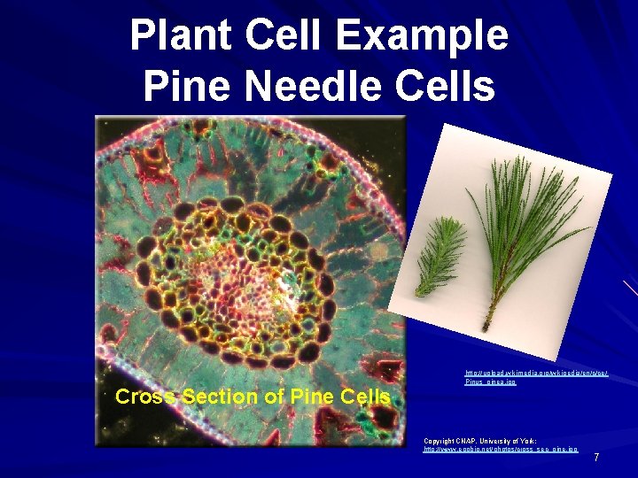 Plant Cell Example Pine Needle Cells Cross Section of Pine Cells http: //upload. wikimedia.