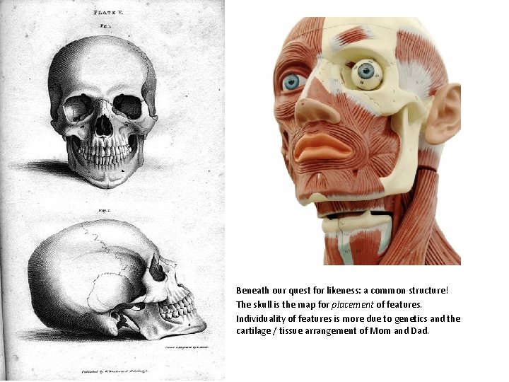 Beneath our quest for likeness: a common structure! The skull is the map for