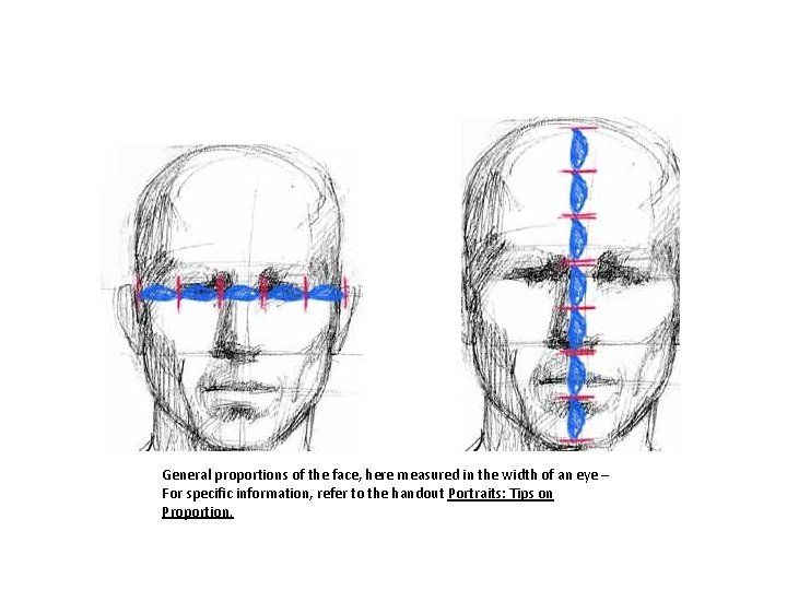 General proportions of the face, here measured in the width of an eye –