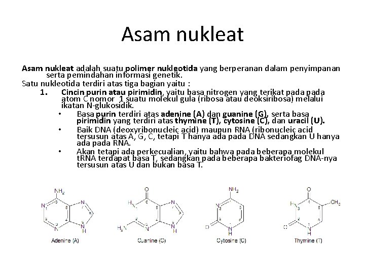 Asam nukleat adalah suatu polimer nukleotida yang berperanan dalam penyimpanan serta pemindahan informasi genetik.