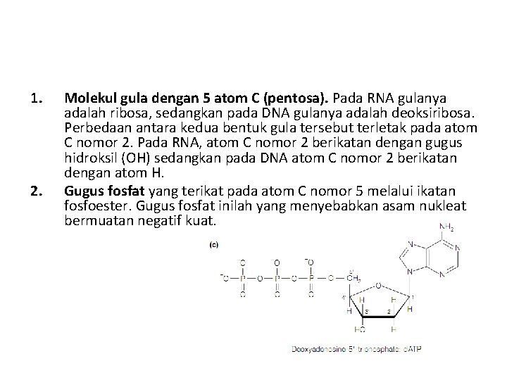 1. 2. Molekul gula dengan 5 atom C (pentosa). Pada RNA gulanya adalah ribosa,
