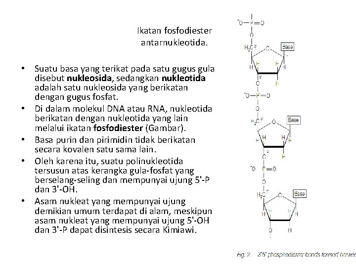 Ikatan fosfodiester antarnukleotida. • Suatu basa yang terikat pada satu gugus gula disebut nukleosida,