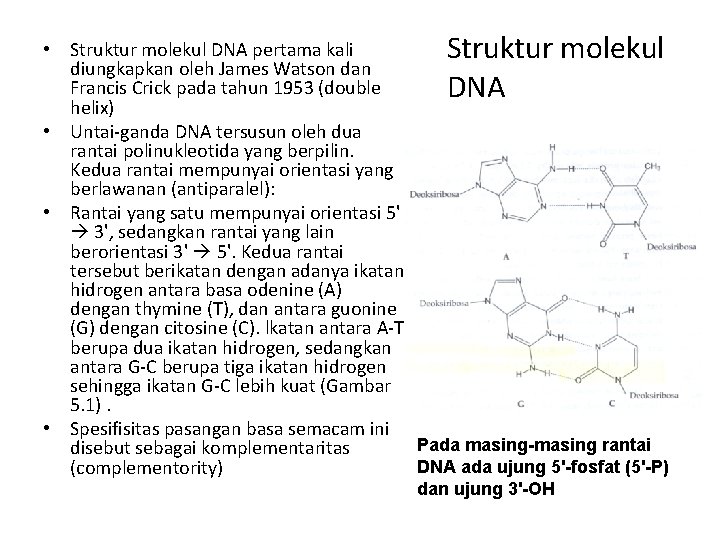  • Struktur molekul DNA pertama kali Struktur molekul diungkapkan oleh James Watson dan