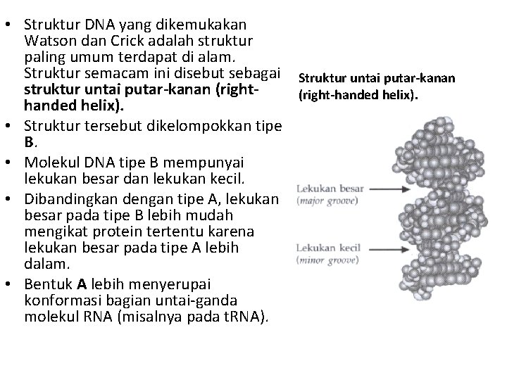  • Struktur DNA yang dikemukakan Watson dan Crick adalah struktur paling umum terdapat