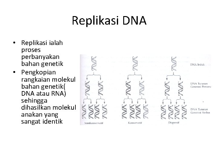 Replikasi DNA • Replikasi ialah proses perbanyakan bahan genetik • Pengkopian rangkaian molekul bahan