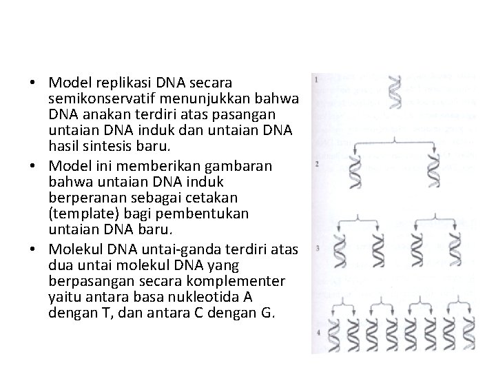  • Model replikasi DNA secara semikonservatif menunjukkan bahwa DNA anakan terdiri atas pasangan