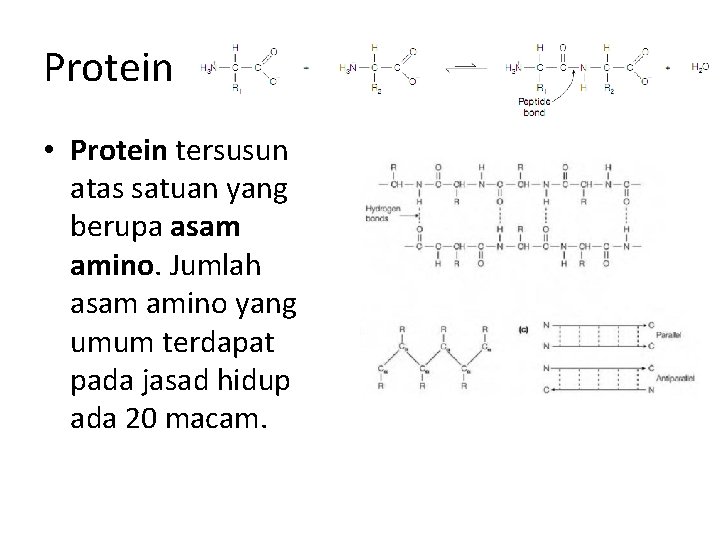 Protein • Protein tersusun atas satuan yang berupa asam amino. Jumlah asam amino yang
