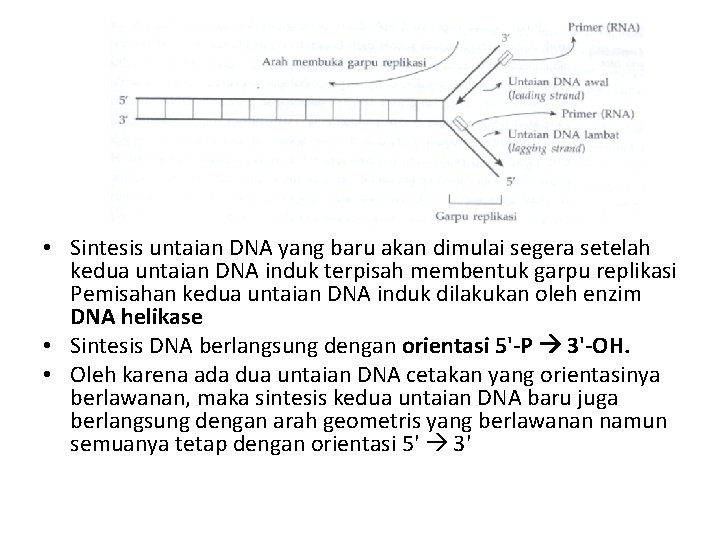  • Sintesis untaian DNA yang baru akan dimulai segera setelah kedua untaian DNA