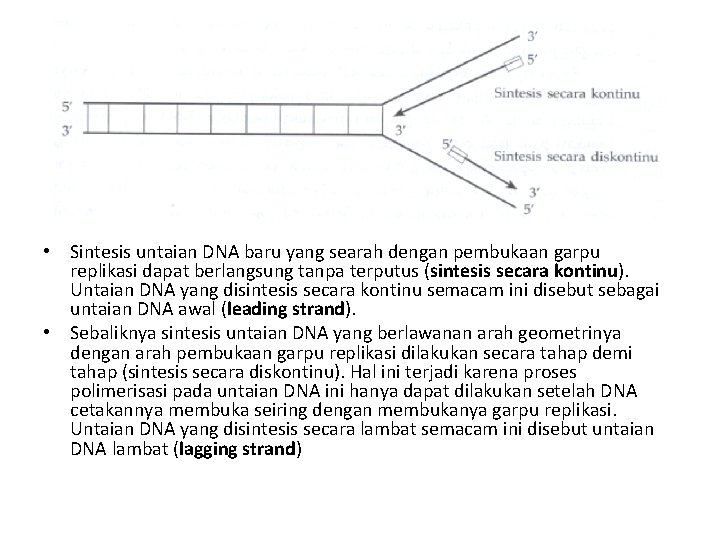  • Sintesis untaian DNA baru yang searah dengan pembukaan garpu replikasi dapat berlangsung