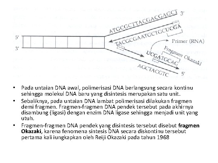  • Pada untaian DNA awal, polimerisasi DNA berlangsung secara kontinu sehingga molekul DNA