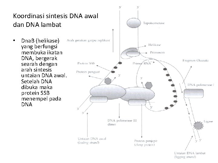 Koordinasi sintesis DNA awal dan DNA lambat • Dna. B (helikase) yang berfungsi membuka