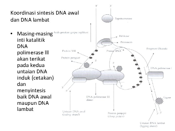 Koordinasi sintesis DNA awal dan DNA lambat • Masing-masing inti katalitik DNA polimerase lll