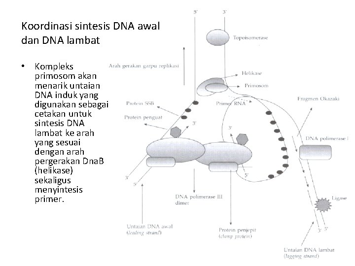 Koordinasi sintesis DNA awal dan DNA lambat • Kompleks primosom akan menarik untaian DNA