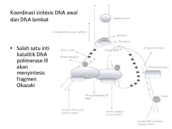 Koordinasi sintesis DNA awal dan DNA lambat • Salah satu inti katalitik DNA polimerase