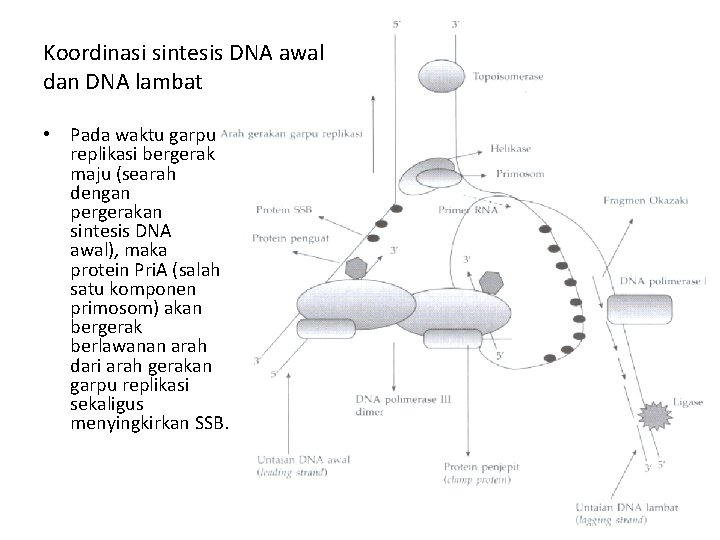 Koordinasi sintesis DNA awal dan DNA lambat • Pada waktu garpu replikasi bergerak maju