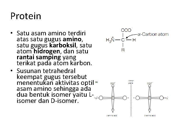 Protein • Satu asam amino terdiri atas satu gugus amino, satu gugus karboksil, satu