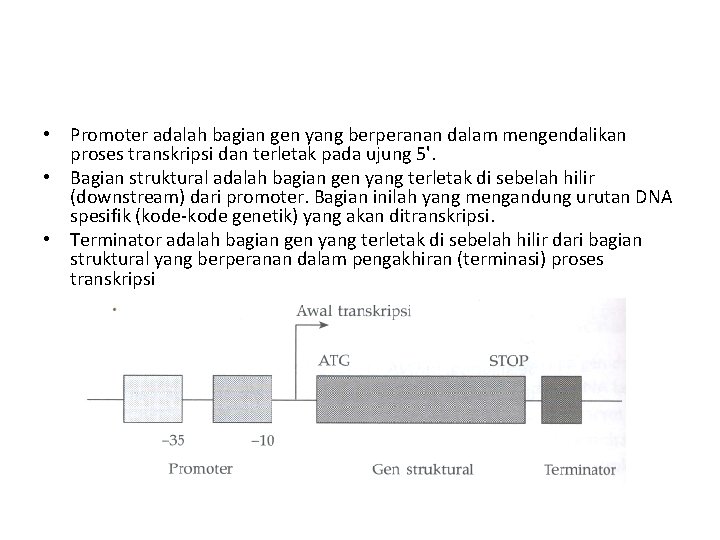  • Promoter adalah bagian gen yang berperanan dalam mengendalikan proses transkripsi dan terletak