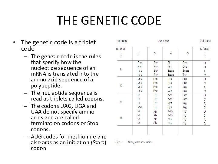 THE GENETIC CODE • The genetic code is a triplet code – The genetic