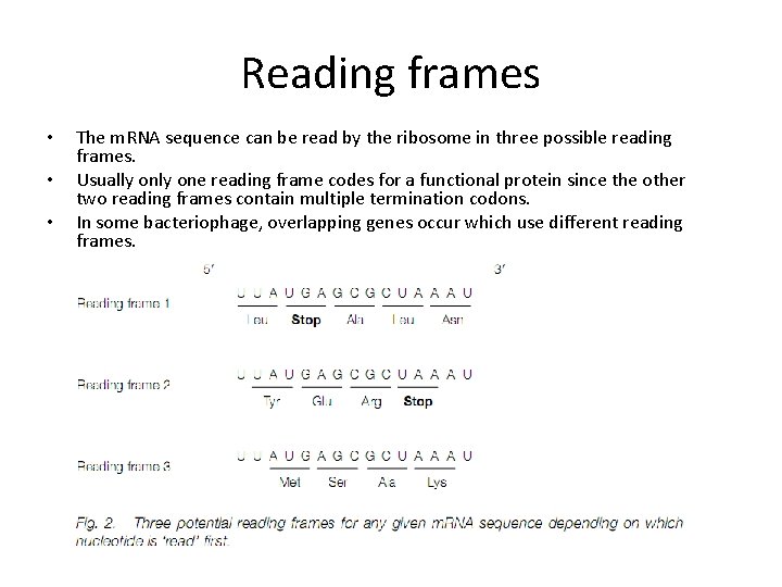 Reading frames • • • The m. RNA sequence can be read by the
