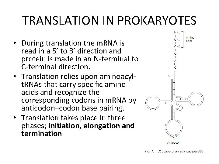 TRANSLATION IN PROKARYOTES • During translation the m. RNA is read in a 5’