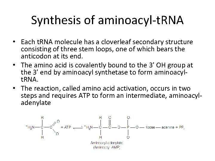 Synthesis of aminoacyl-t. RNA • Each t. RNA molecule has a cloverleaf secondary structure