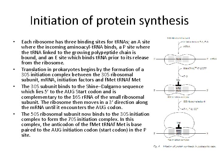 Initiation of protein synthesis • • Each ribosome has three binding sites for t.