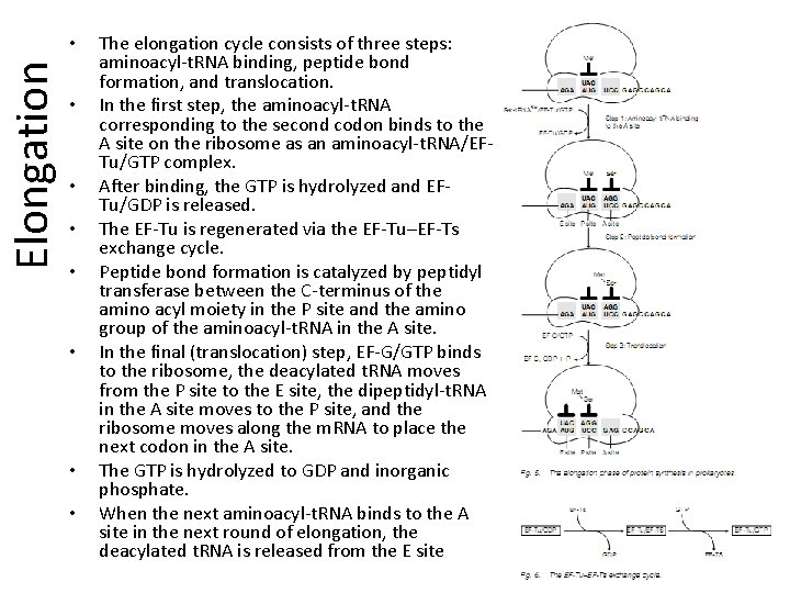 Elongation • • The elongation cycle consists of three steps: aminoacyl-t. RNA binding, peptide