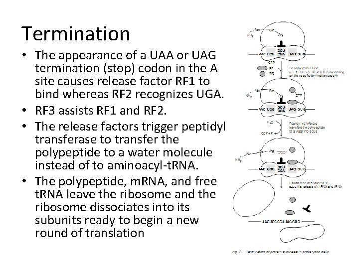 Termination • The appearance of a UAA or UAG termination (stop) codon in the