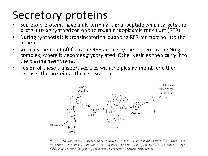 Secretory proteins • Secretory proteins have an N-terminal signal peptide which targets the protein